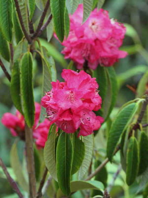Rhododendron, Sengor, Bhutan