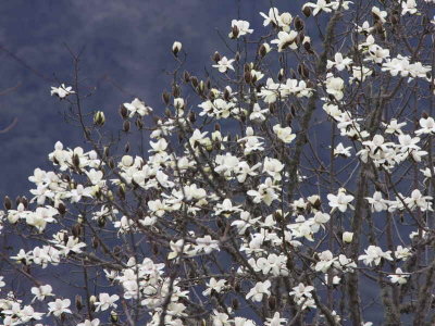 Magnolia tree, Sengor, Bhutan