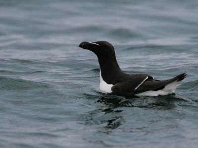 Razorbill, Ailsa Craig, Ayrshire