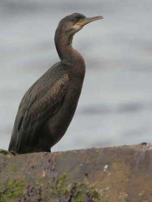 Shag, Ailsa Craig, Ayrshire