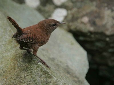 Wren, Ailsa Craig, Ayrshire