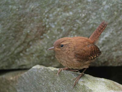 Wren, Ailsa Craig, Ayrshire
