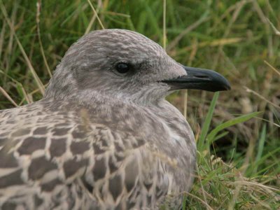 Lesser Black-backed Gull, Ailsa Craig, Ayrshire