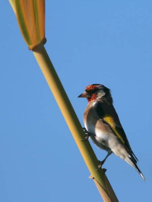 Goldfinch, Dalyan, Turkey