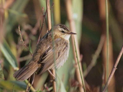 Sedge Warbler, Dalyan, Turkey