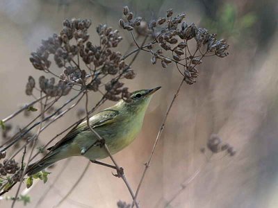 Willow Warbler, Dalyan, Turkey