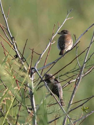 Wryneck and Red-backed Shrike, Dalyan, Turkey