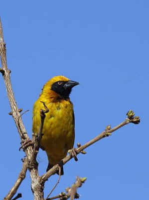 Speke's Weaver, near Negele