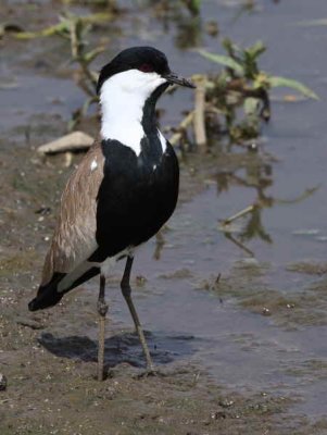 Spur-winged Plover, Lake Tana