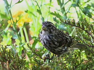 Streaky Seed-eater, Addis Ababa