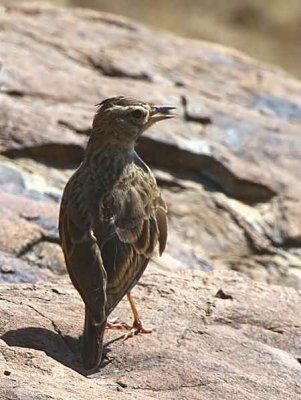 Thekla Lark, Axum