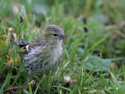 Siskin