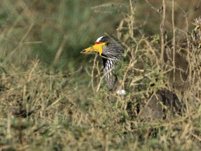 Wattled lapwing, Axum