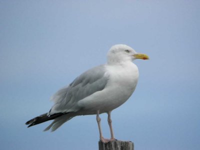 Herring Gull, Carnoustie, Angus