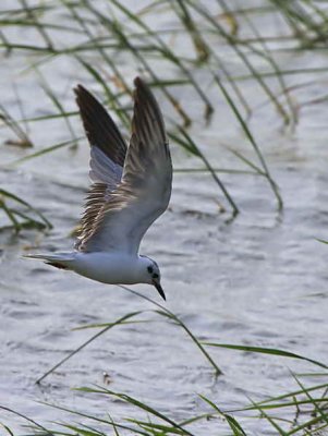 White-winged Tern, Lake Awassa