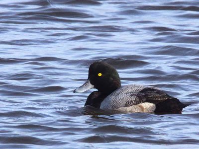 Greater Scaup (male), Auchenharvie, Ayrshire