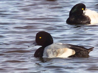 Greater Scaup (male), Auchenharvie, Ayrshire