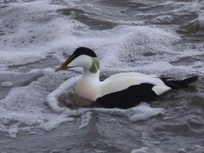 Common Eider, Kilminning SWT, Fife