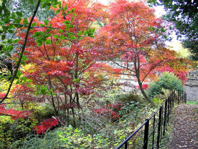 Japanese acer trees, Dalzell Woods, Motherwell