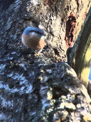 Nuthatch, Dalzell Wood, Clyde