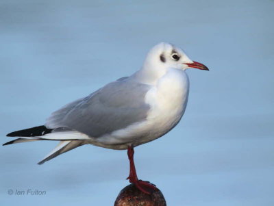 Black-headed Gull, Hogganfield Loch, Glasgow