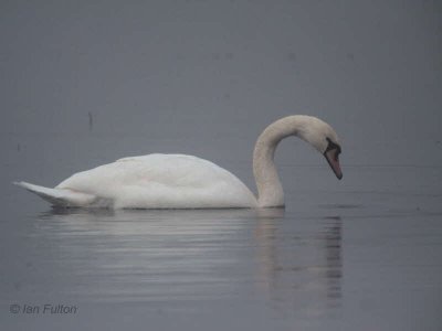 Mute Swan, Loch Lomond, Clyde