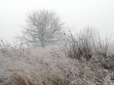 Frosty and foggy morning, Loch Lomond NNR