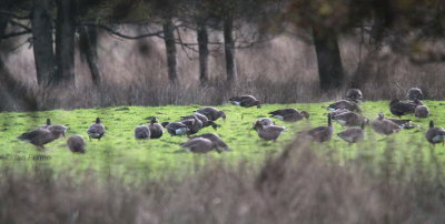 Greenland White-fronted Geese, Loch Lomond NNR