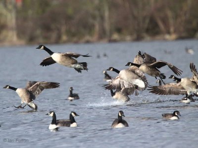 Canada Geese, Balmaha Bay-Loch Lomond, Clyde