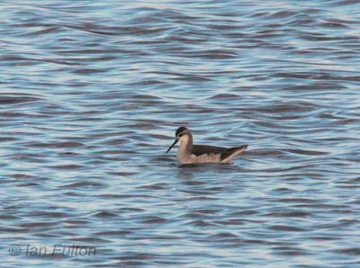 Wilson's Phalarope, Musselburgh, Lothian