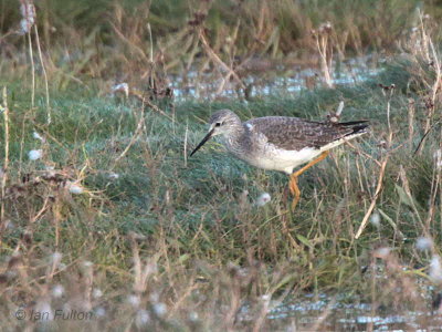 Lesser Yellowlegs, Aberlady, Lothian