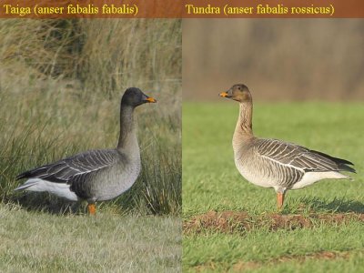 Fabalis versus Rossicus or Taiga versus Tundra