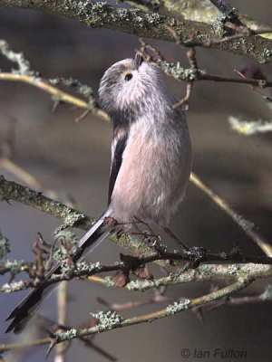 Long-tailed Tit, Dalzell Woods, Clyde