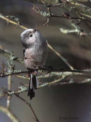 Long-tailed Tit, Dalzell Woods, Clyde