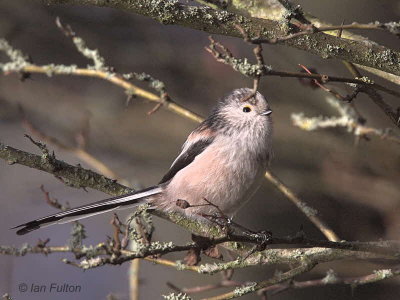 Long-tailed Tit, Dalzell Woods, Clyde