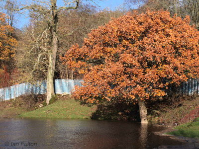 Oak tree at Carbarns