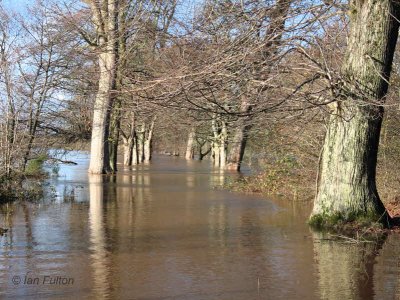 The Clyde Walkway between Carbarns and Baron's Haugh