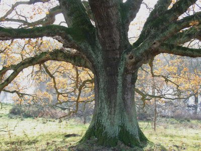Old oak tree on Easterbraes field