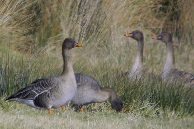 Taiga Bean Goose, Garbethill Muir, Clyde