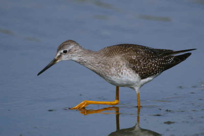 Lesser Yellowlegs, Meikle Loch, North East Scotland