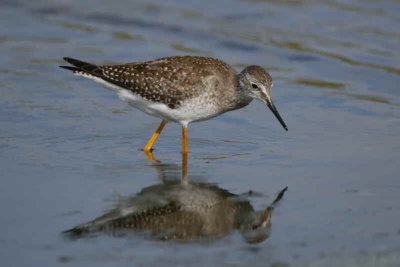 Lesser Yellowlegs, Meikle Loch, North East Scotland