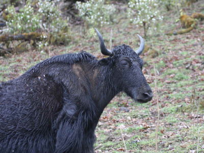Yak (domestic animal), Bhutan