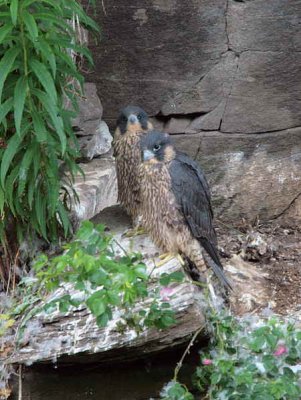 Peregrine Falcon, Falls of Clyde