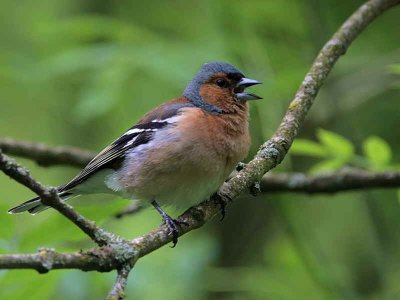 Chaffinch (male), Falls of Clyde