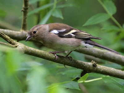 Chaffinch (female), Falls of Clyde