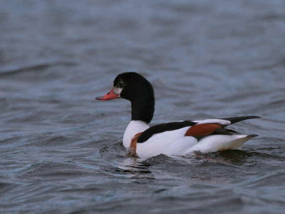 Shelduck, Loch Lomond NNR, Clyde