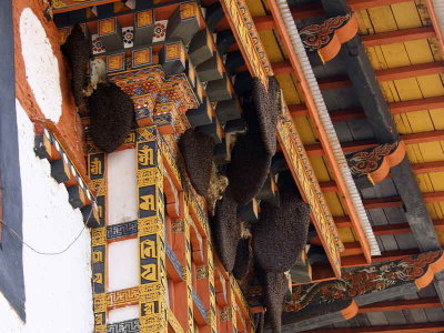 Wild bee hives, Punakha Dzong