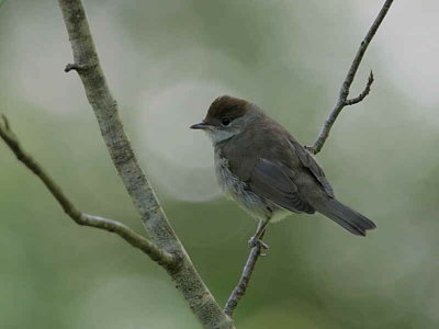 Blackcap juvenile, Ross Wood-Loch Lomond