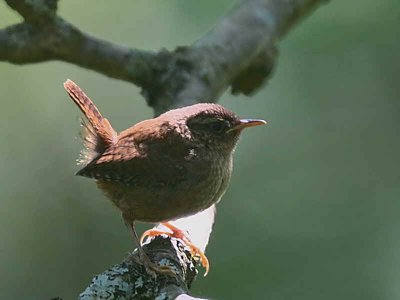 Wren, Ross Wood, Loch Lomond