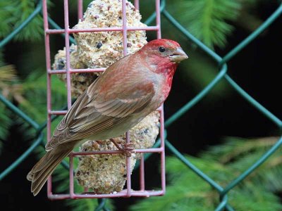 Common Rosefinch, Tyndrum, Forth